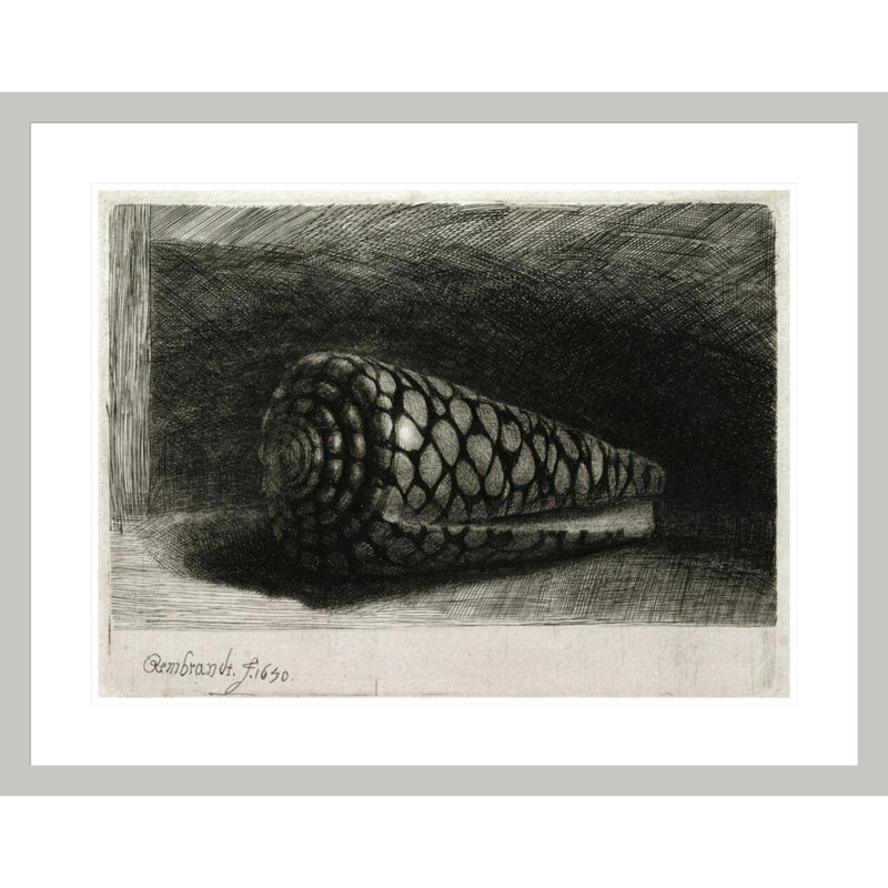 La coquille (Conus Marmoreus) par Rembrandt van Rijn - Estampe numérique encadrée, H 23,36 po x l 29,5 po