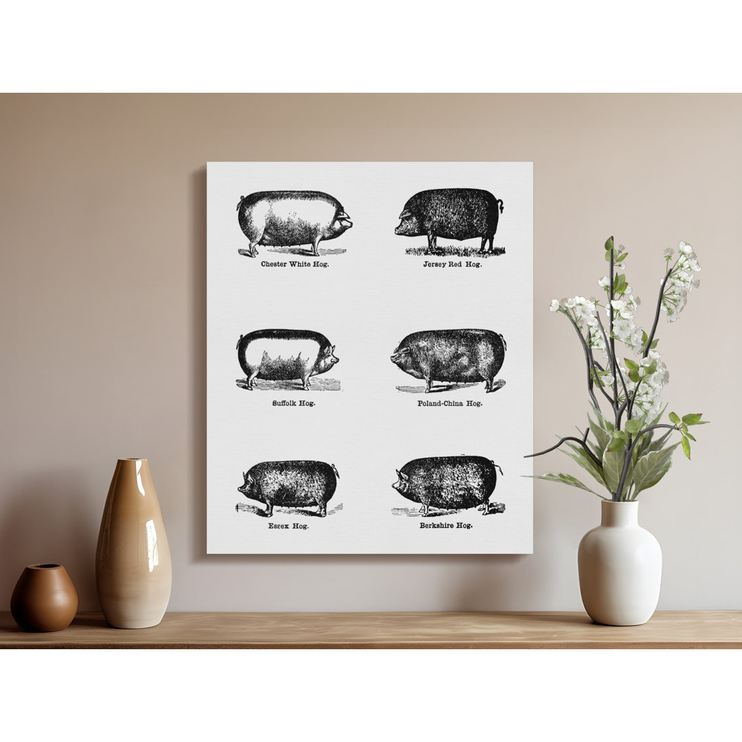 Vintage Pig Breeds Canvas Wall Art, Farmhouse Decor, Gallery Wrapped Canvas, Ready to Hang Archival Print, Pig Illustration