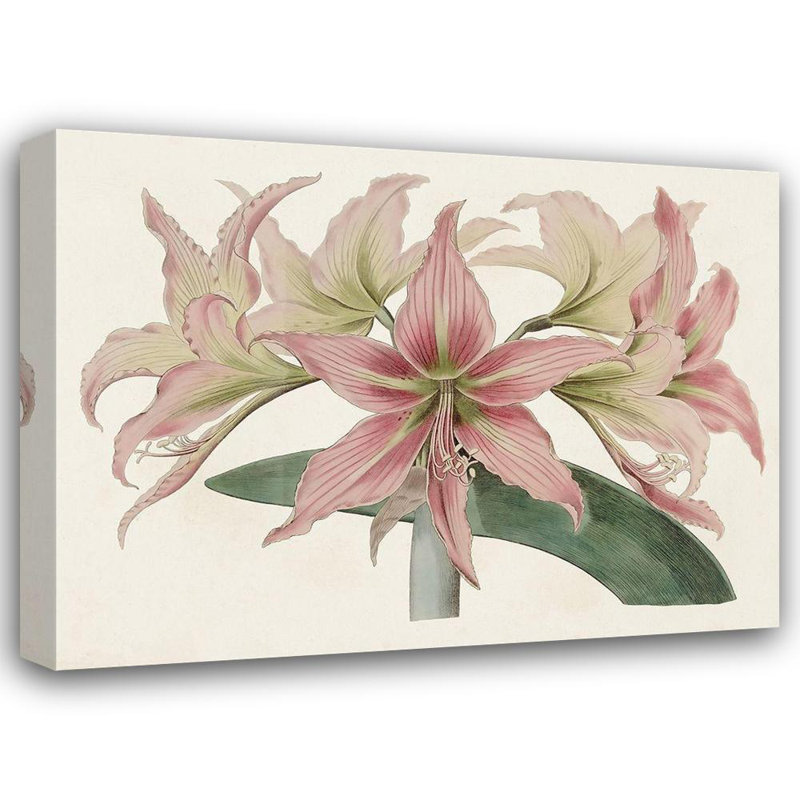 Art sur toile tendue Red Barrel Studio® Ridgeway Gallery: Amaryllis Varietals I