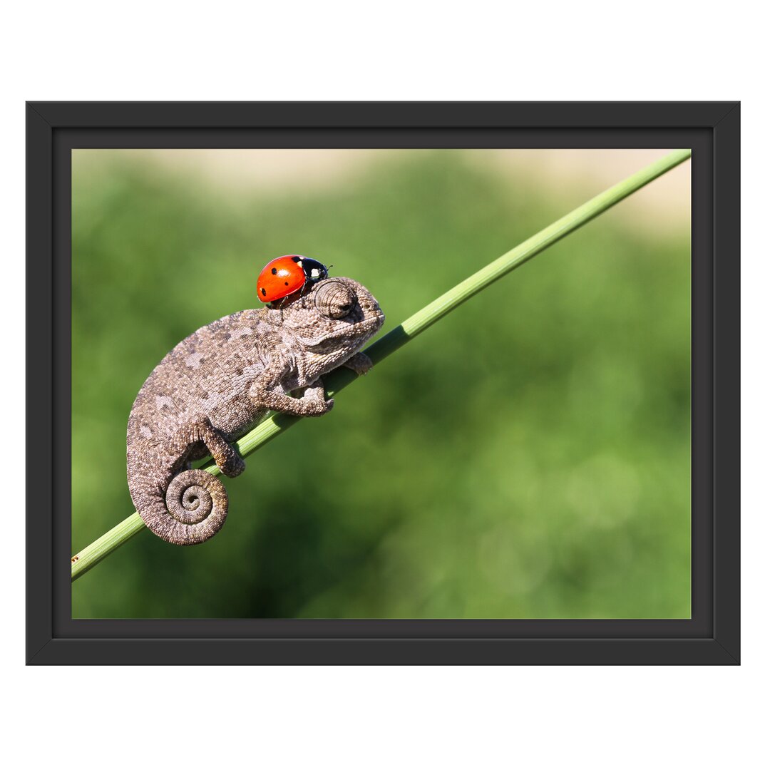 Gerahmtes Wandbild Süßer Gecko mit einem Marienkäfer