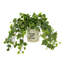 Rio Faux Ivy Plant in Ceramic Pot