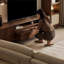Modern Nut-Brown Solid Wood TV Stands-1135260210
