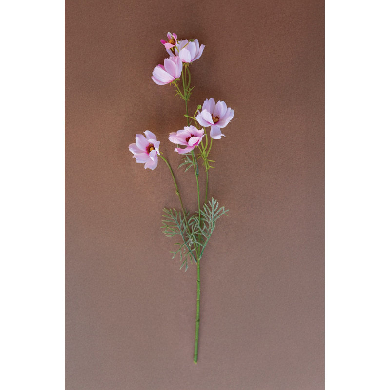 Cosmos Kalalou - ROSE - 22 po de hauteur, ensemble de 6, Rose