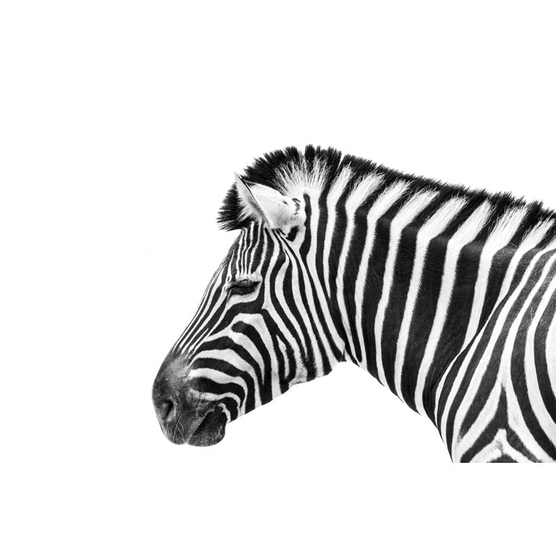 Monochrome Animal - Wrapped Canvas Print, 20cm H x 30cm W x 3.8cm D