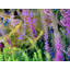 English Purple And Green Flowers Print by Drew Gaffney-65852692-65827497