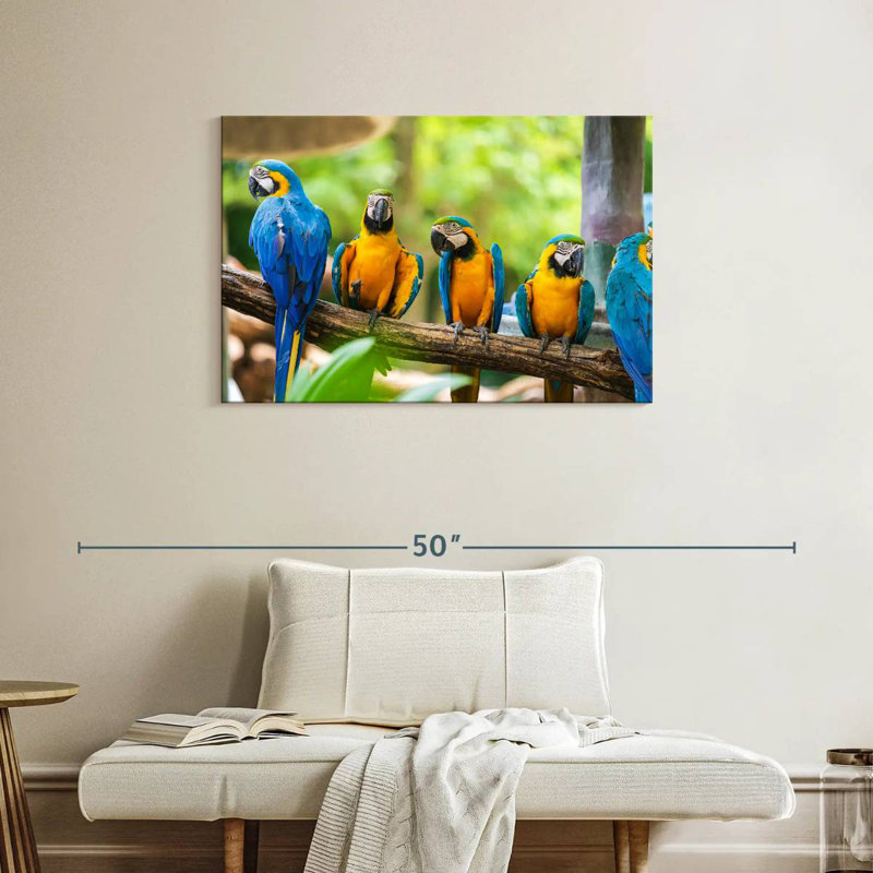 Brampt Macaw Party