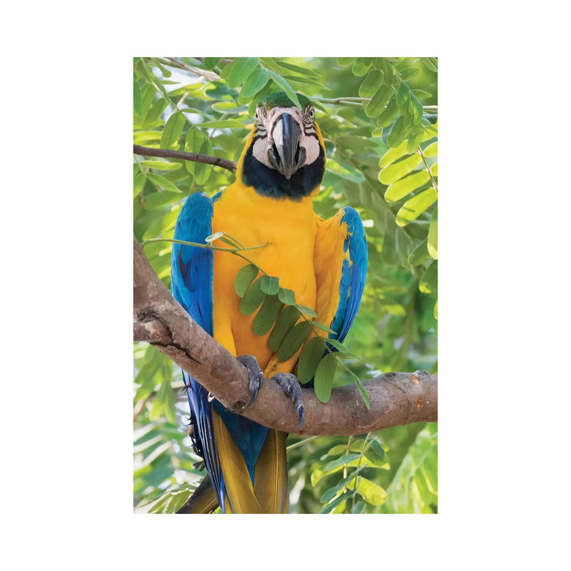 Blue And Gold Macaw by Ken Archer - Wrapped Canvas Print, 20.32 cm H x 30.48 cm W