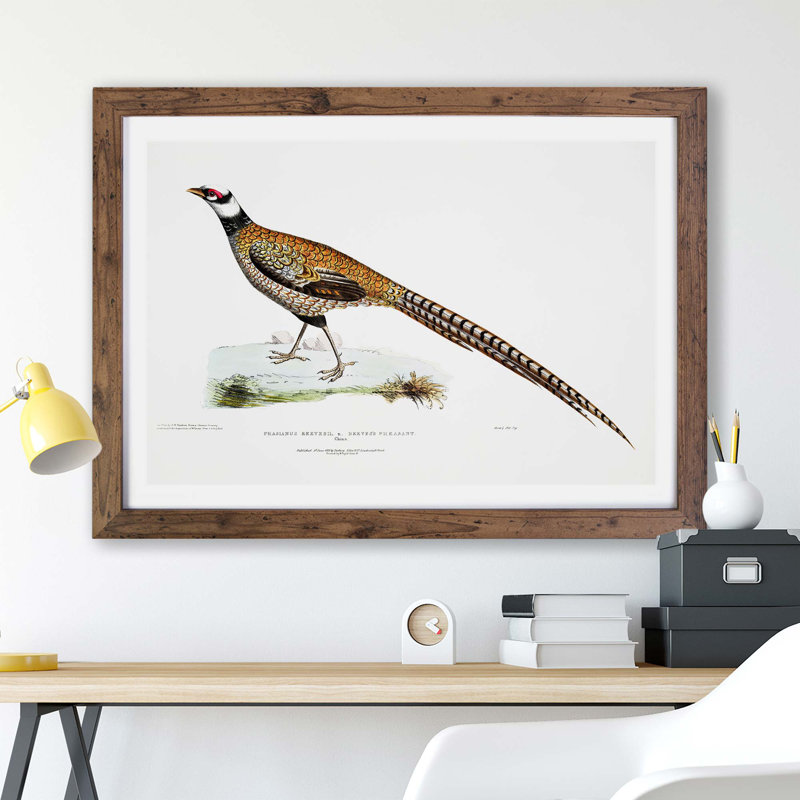 Reeves Pheasant Illustration by John Edward Gray - Framed Print, 24cm H x 33cm W x 2cm D, Walnut