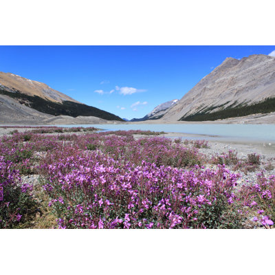 Frisbie Wild Flowers in Mountains 1 Piece Wrapped Canvas Wall Art