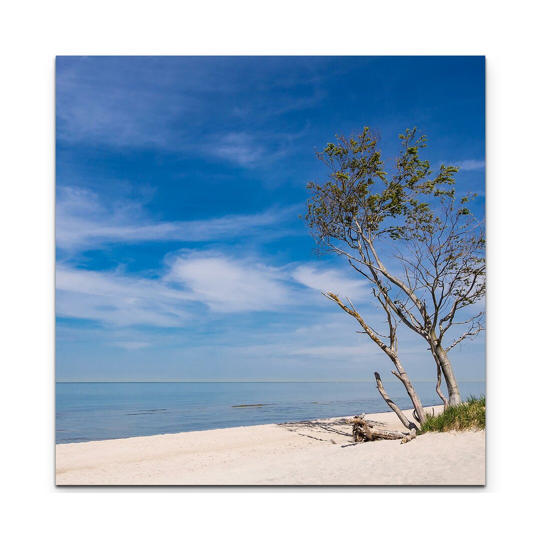 Leinwandbild Baum am Strand – Ostsee