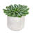 6'' Faux Succulent in Cement Pot
