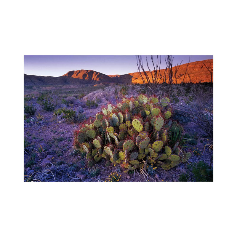 Opuntia In Chihuahuan Desert Landscape, Big Bend National Park, Texas by Tim Fitzharris - Wrapped Canvas Print