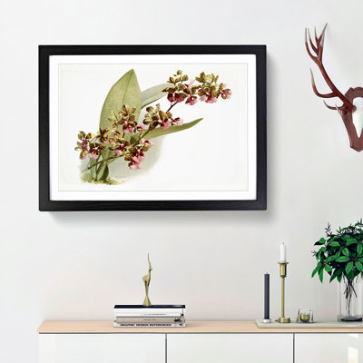 Magnolia Flowers Illustration Tab.73 by Frederick Sander - Picture Frame Art Print on MDF