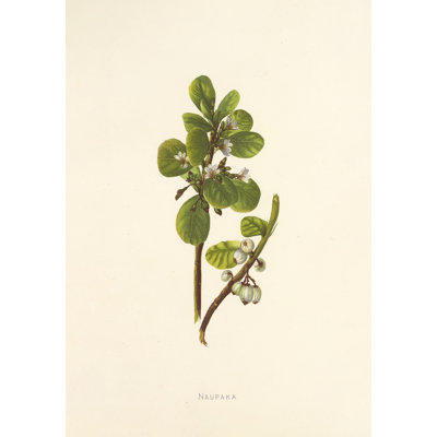 Naupaka (1885)