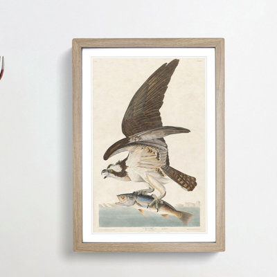 Osprey by John Audubon - Framed Print