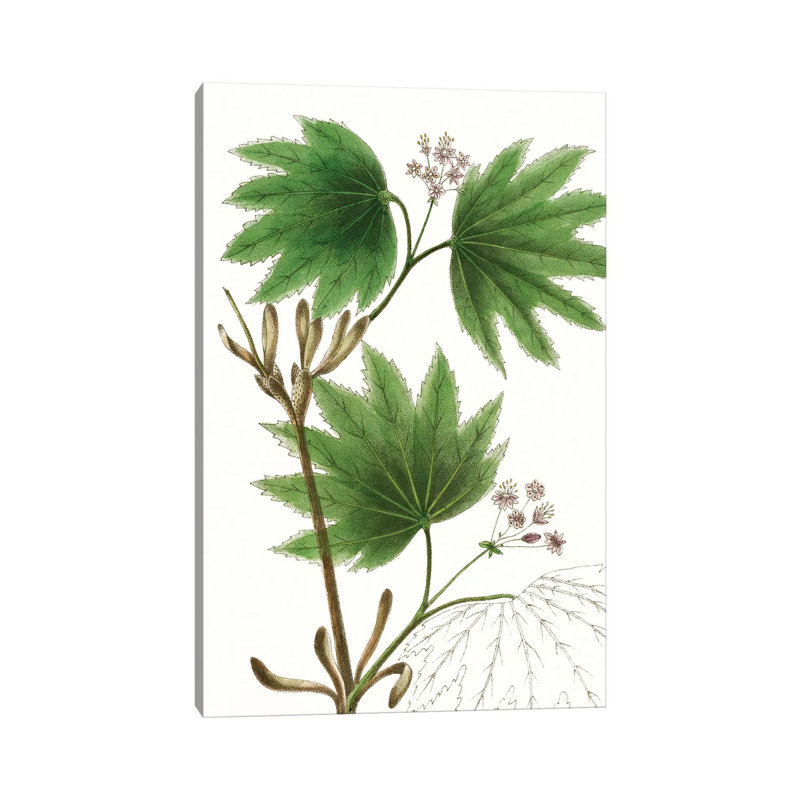 Broad Leafed Maple by Thomas Nuttall - No Frame Gallery-Wrapped Canvas Giclée on Canvas, 66.04 cm H x 45.72 cm W x 3.175 cm D