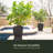 Myung Pot Planter-28914479-28914476-66402031