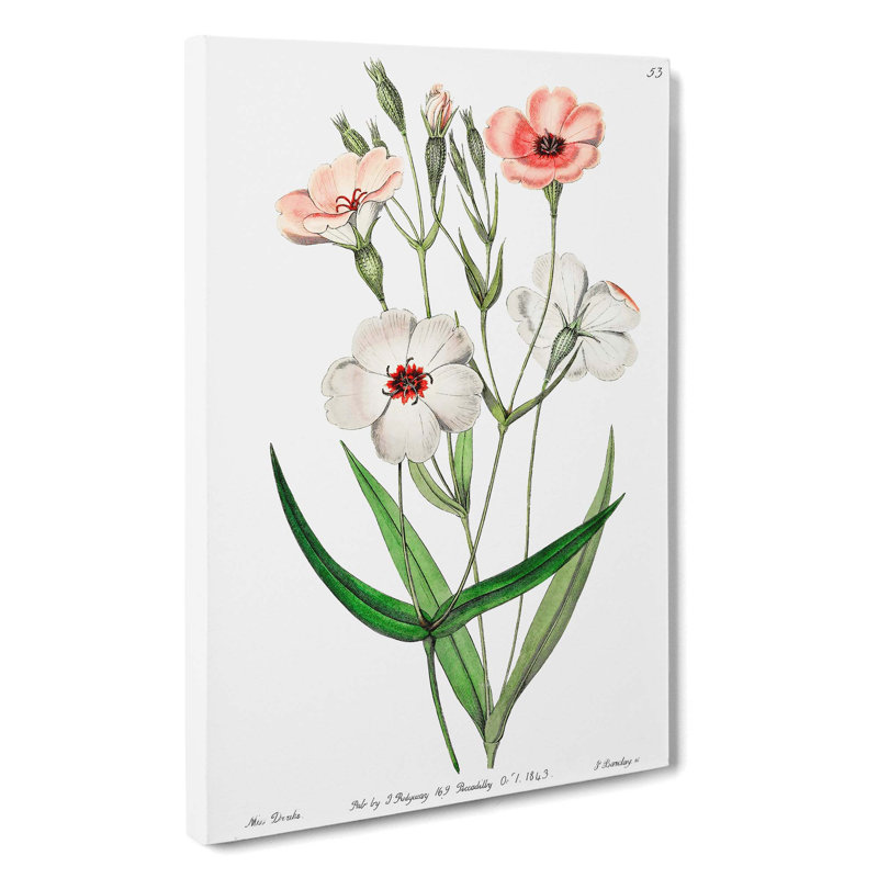 White & Pink Viscaria Flowers - Wrapped Canvas Painting, 60cm H x 40cm W x 3cm D