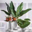 Tige de feuille de Cupp Strelitzia