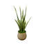 Snake Plant With Moss
