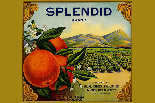 « splendide brand citrus », affiche rétro, 20 po x 30 p