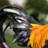 Rooster Statue-18369993