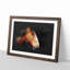 Brown Shire Horse - Picture Frame Graphic Art Print-56917130-56917131