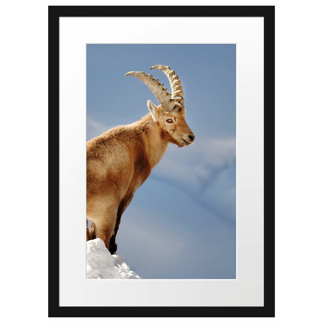 Gerahmtes Poster Steinbock im Schnee