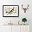 Parrot of Carolina by Mark Catesby - Picture Frame Painting Print-55737283-55737285