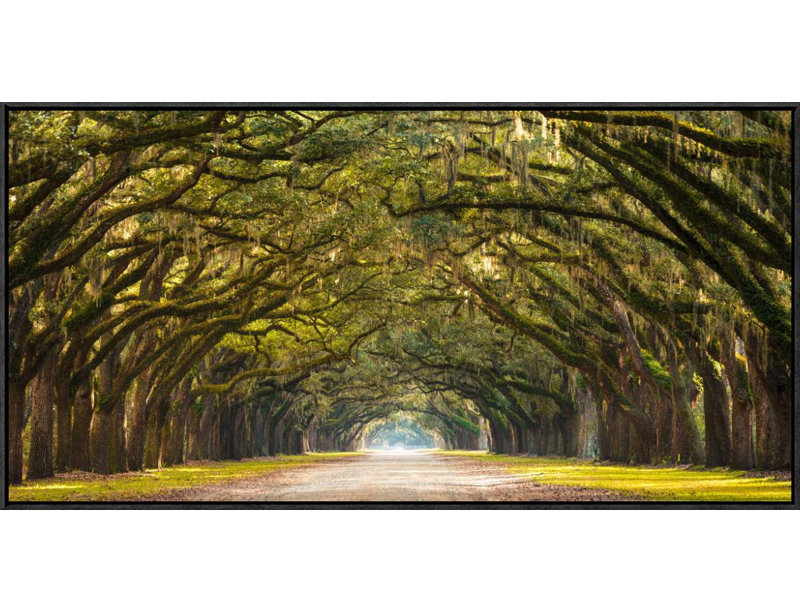 Path Lined with Oak Trees Framed Photographic Print on Canvas, 18" H x 36" W x 1.5" D