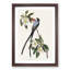 Fork-Tailed Flycatcher Bird by John Audubon - Framed Print-55577688-55577691