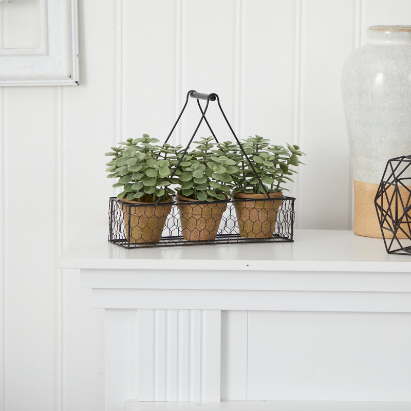 7 po Mini plante de jardin en jade dans une jardinière suspendue