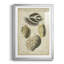 " Vintage Shell Study I "-1030002257-1030002261