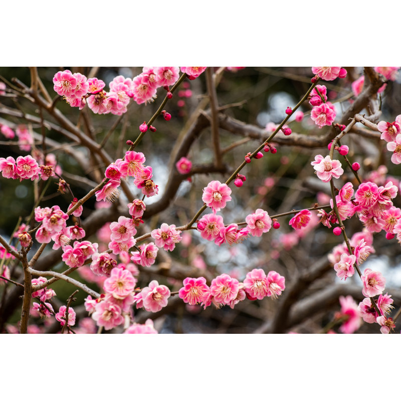 Red Plum Blossoming - Photographie sur toile tendue, H 24 po x l 36 po