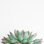 Echeveria - impression sur toile tendue