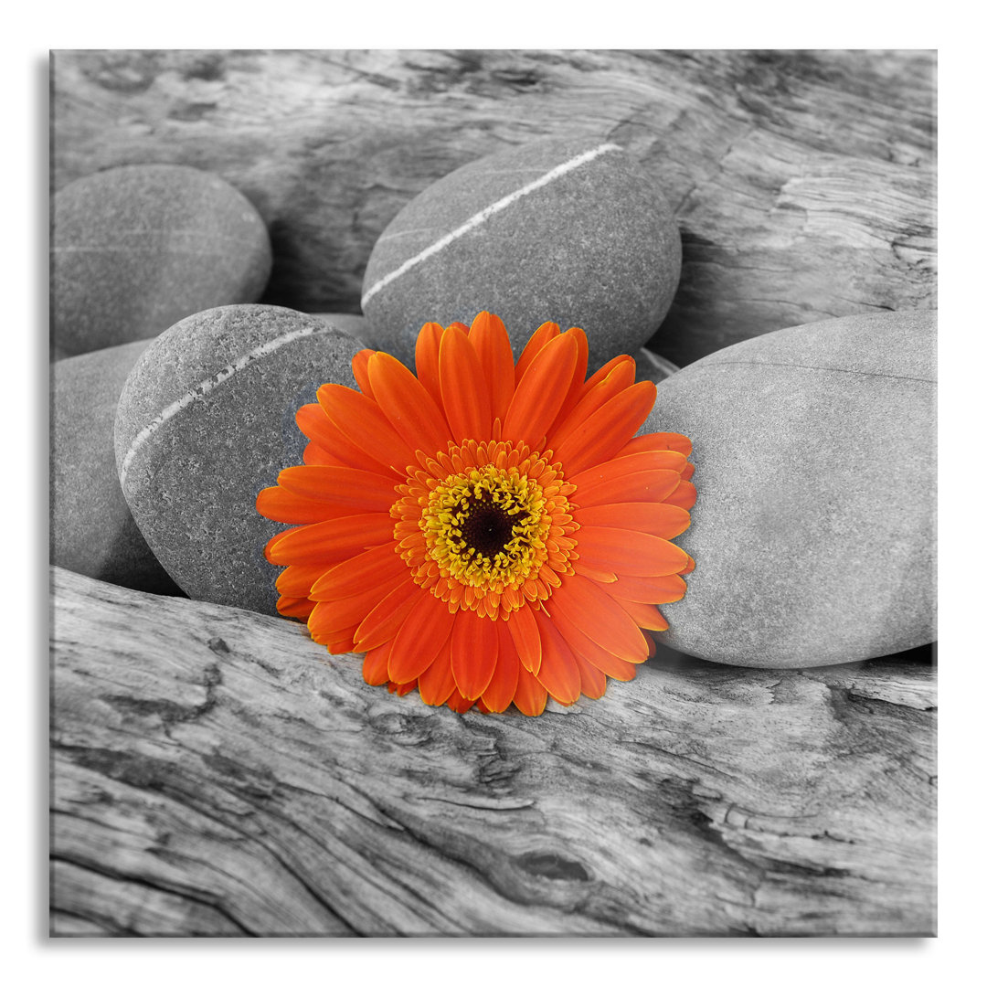 Glasbild Gerbera Zwischen Zen Steinen