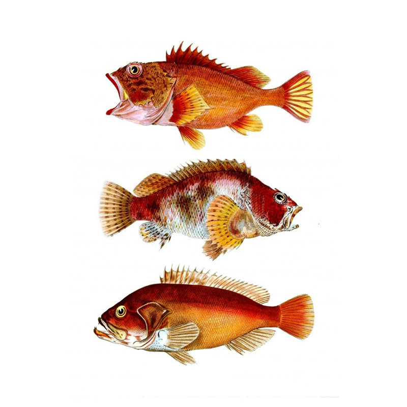 Trio de poissons orange, H 48 po x l 32 po x P 1 po