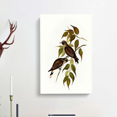 White Vented Woodswallows by Elizabeth Gould - Wrapped Canvas