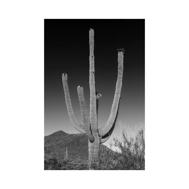 Saguaro National Park Giant Saguaro In Black & White by Melanie Viola - Wrapped Canvas Print, 30.48 cm H x 45.72 cm W