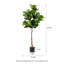 Figuier figuier en pot 61 po Amee