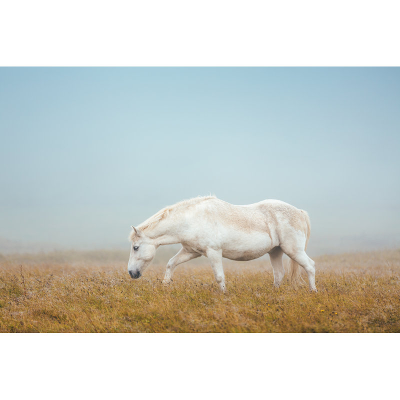 Cheval Islandais dans les pâturages par Borchee, H 8 po x l 12 po