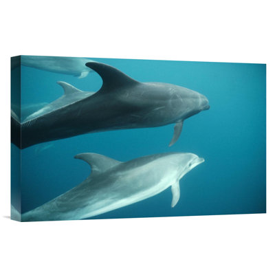 " Bottlenose Dolphin Pod Underwater, Roca Redonda, Galapagos Islands, Ecuador "
