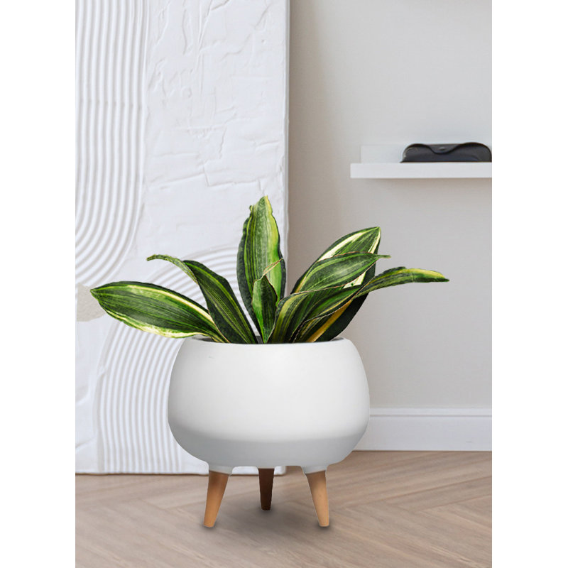 Ceramic Pot Planter