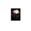 Art floral sur toile, pivoines noires et blanches Moody