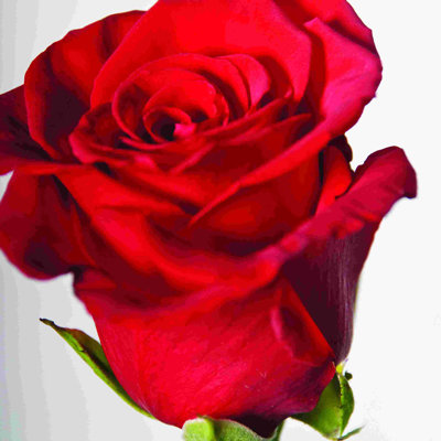 " Single Rose "