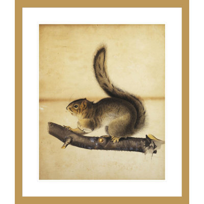 Écureuil de l'Est en manteau d'hiver par John James Audubon
