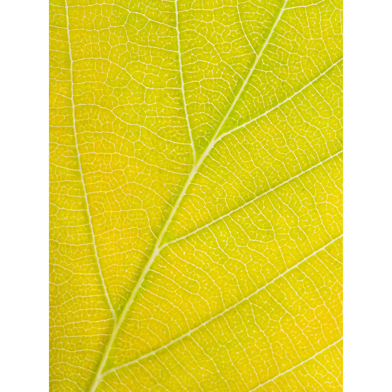 Autumn Leaf by Philippe Monthoux, Black Framed Paper, 20" H x 16" W