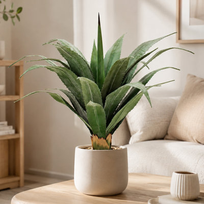 Variegated Dragon Tree with Green Leaves and Green Edges Sun-Resistant, Mechanically Grafted Leaves Indoor/Outdoor Decor Seedling Pot (1 Plant Per Pot)