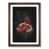 Walnut Framed