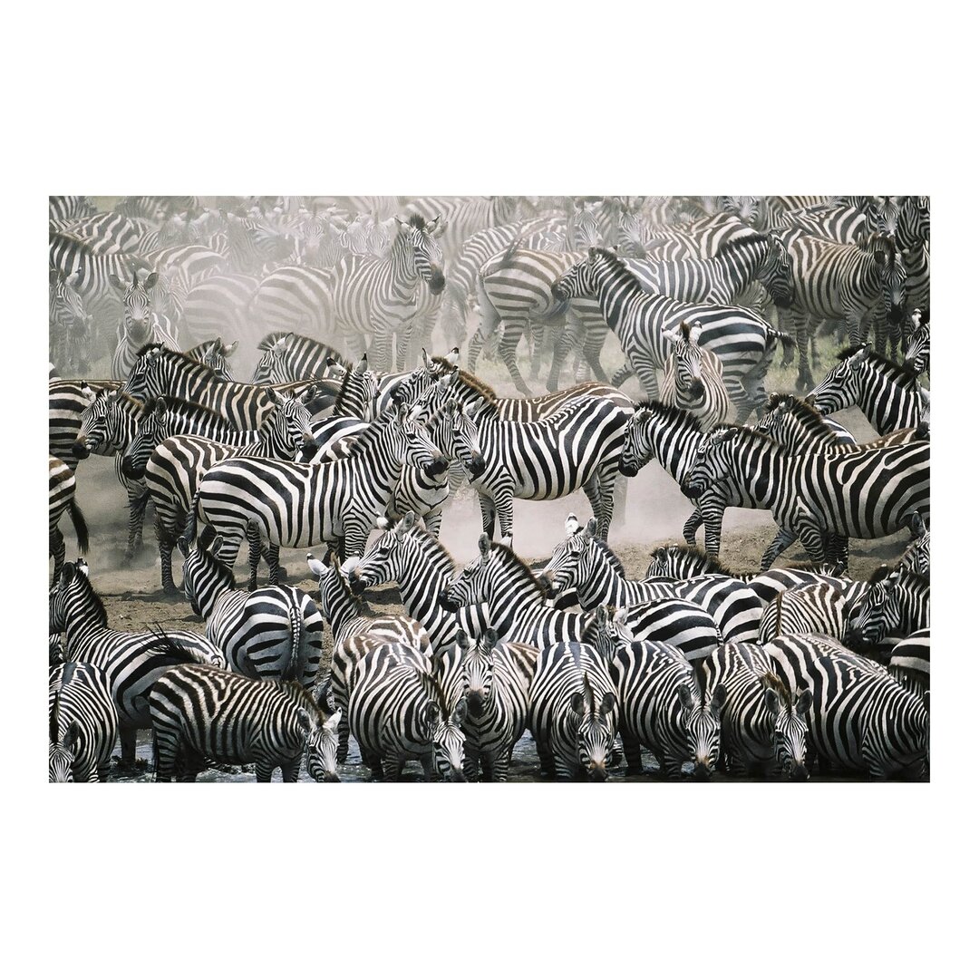 Strukturierte Fototapete Herd of Zebras 2,9 m x 432 cm